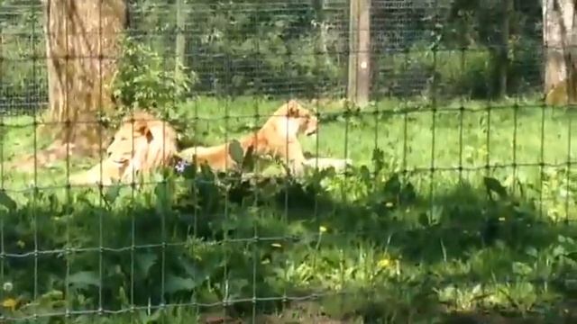 Our safari trip смотреть онлайн