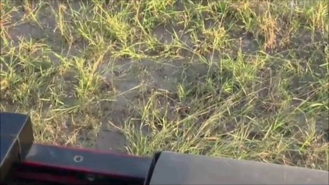 Safari Live : Kurrichane Button Quail on drive this afternoon with Brent April 07, 2017 смотреть онлайн
