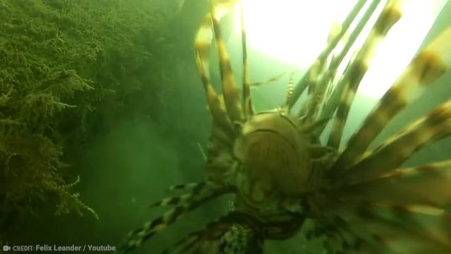 If You See This Fish In The Ocean, Dont Touch It смотреть онлайн
