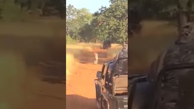 JUNGLE SAFARI (KING OF JUNGLE) смотреть онлайн