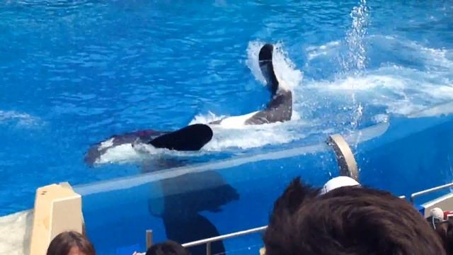 One Ocean ( Shamu) Full Show - San Diego SeaWorld - 2023 смотреть онлайн