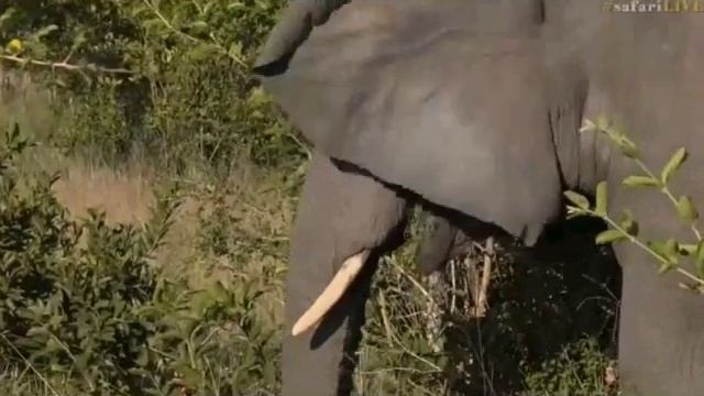 Pt 1 Safari Live's Sunset Safari Drive at 3:30 PM on April 28, 2017 ( Cheetah Brothers ) смотреть онлайн