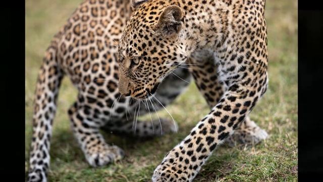 Tembo Masai Mara safaris смотреть онлайн