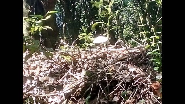 Wild Life Drive Thru!!!!! We visit Kragga Kamma Game Reserve смотреть онлайн