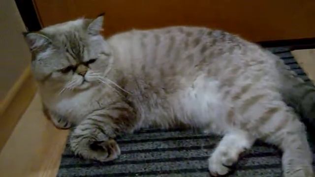 Мой кот лежит около двери смотреть онлайн