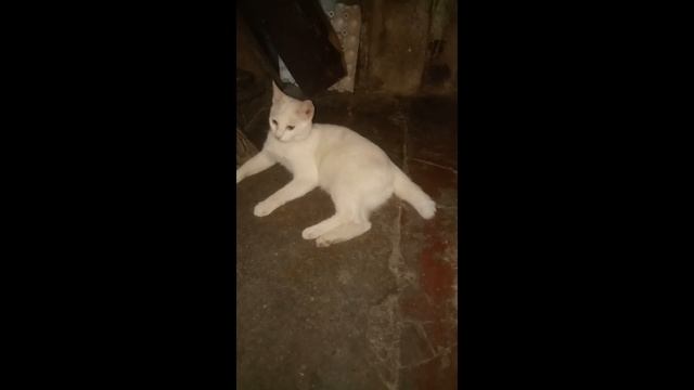 Yeti, the cute white cat from the Philippines 😸😻😽 | YETI смотреть онлайн