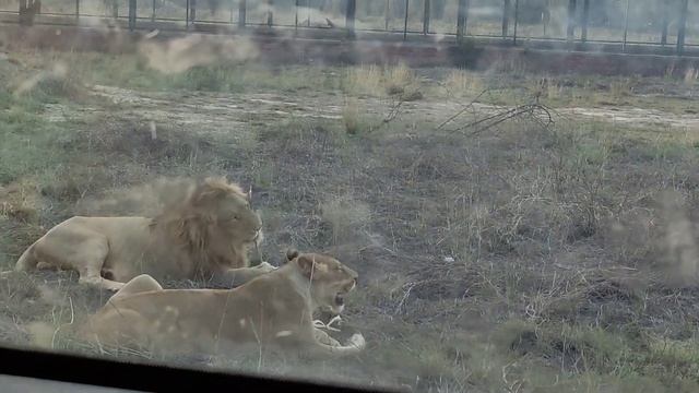 Safari Park | Vlog#47 Fatima's Fun Tube смотреть онлайн