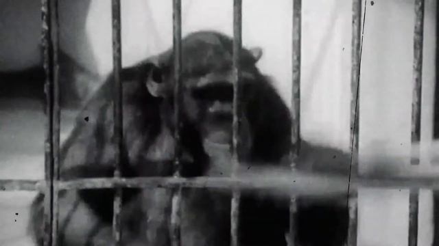 Brenda Strafford Society - Run Brave Campaign смотреть онлайн