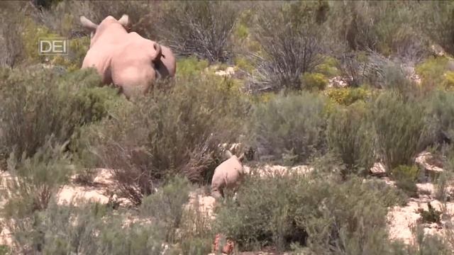 Tracking down one of the first baby rhino born at Aquila Private Game Reserve in 10 years. смотреть онлайн