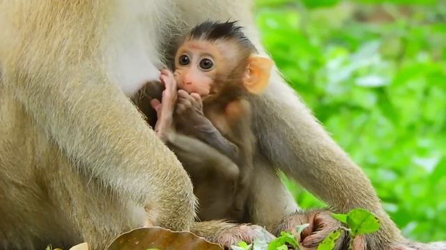 Brady Since Mom Rose Bring To Living With Look So Brave смотреть онлайн