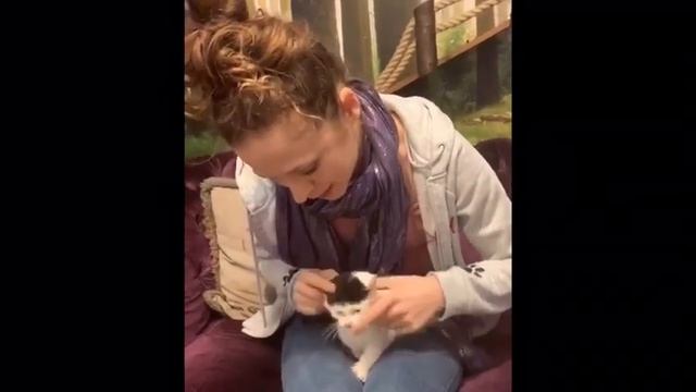 Kitty Cafe Rescue - Sooty the three legged cat Brave Kitten смотреть онлайн