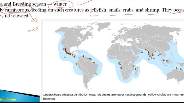 Olive Ridley Sea Turtle (Vulnerable Specie) BY CIVIL JOINT смотреть онлайн