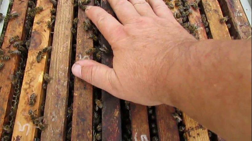 пчеловодство на ячейке 4,9 мм - часть 19, пчелы выбрали сами ячейку 4,9 мм, 12.10.2023 смотреть онлайн