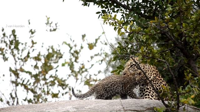 River Rocks female leopard grooms her cub at its den site | andBeyond Tengile | WILDwatch смотреть онлайн