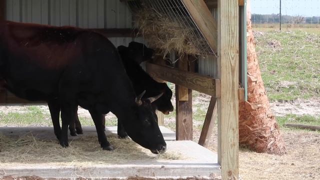 The ALL NEW Wild Florida Safari Drive Thru Park - Opening Day First Look / Feeding Giraffe & MORE смотреть онлайн