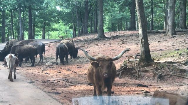 MOST DANGEROUS ANIMALS IN THE WORLD WILD LIFE SAFARI Pine Mountain GA смотреть онлайн