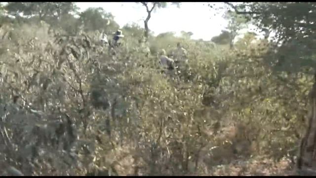 Dramatic Buffalo vs Lion Battle in Kruger - Kings Camp смотреть онлайн