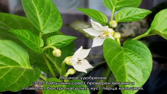 Чем удобрять болгарский перец