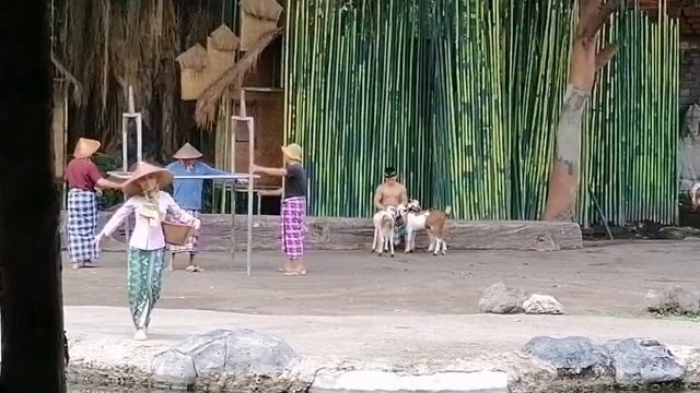 ELEPHANTS SHOW AT BALI SAFARI INDONESIA смотреть онлайн