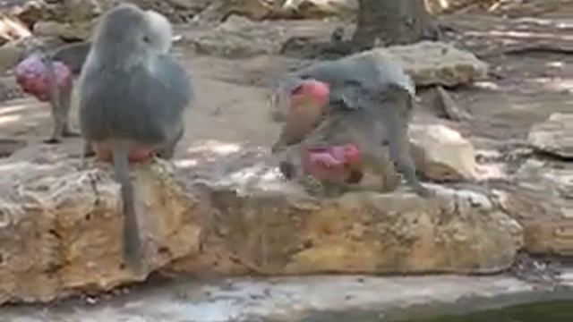 Animals at Safari Ramat Gan Israel смотреть онлайн