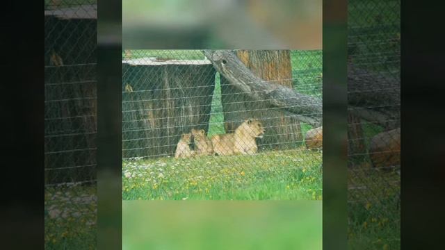Woburn Safari Park | Safari Tour | Nice Experience | Must Visit | Wildlife park | Bhumika's Blends смотреть онлайн