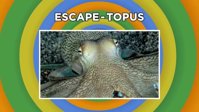 Moments of Animal Genius That Will Amaze You смотреть онлайн