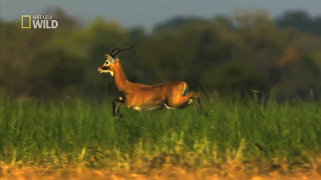 The Africa Safari Co. смотреть онлайн