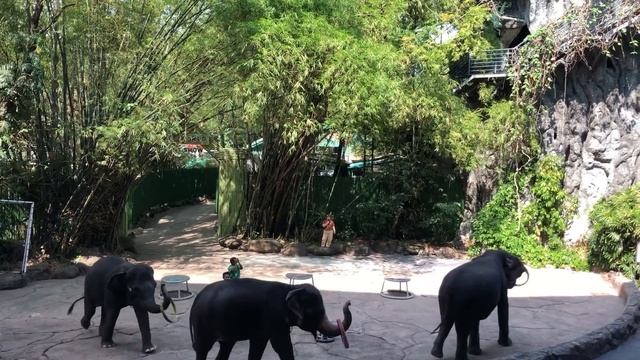 safari world bangkok thailand - safari world & marine park in bangkok thailand - See what's inside смотреть онлайн