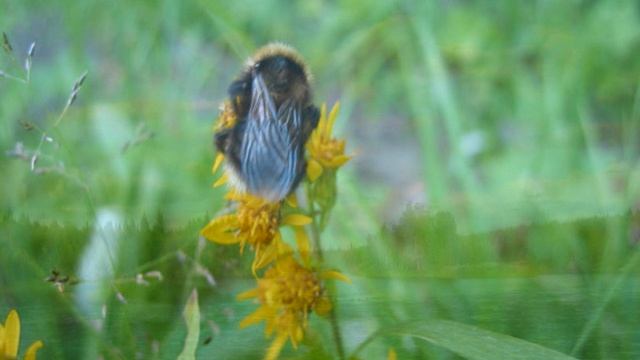 Karjala смотреть онлайн