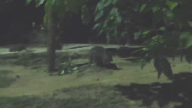 Wallabia in Singapore zoo (night safari) смотреть онлайн