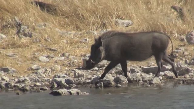 Etosha - Halali - Safari in Namibië смотреть онлайн