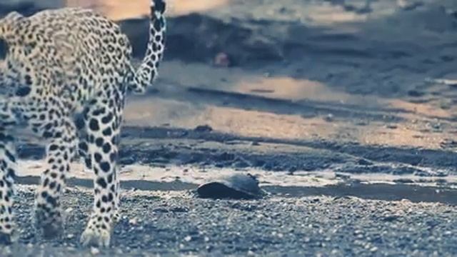 South African safari смотреть онлайн