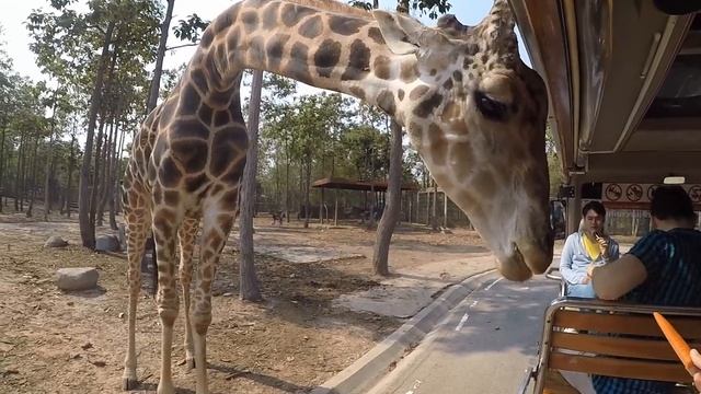 2019Apr. Chiang Mai Night Safari смотреть онлайн