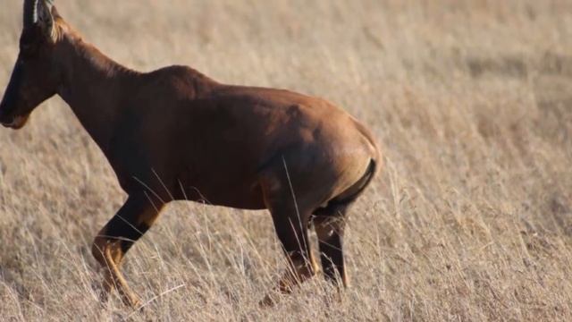 Family Safari Tanzania смотреть онлайн