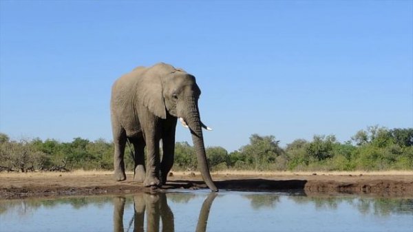 Mashatu (Botswana) - Land of the giants - Big 5