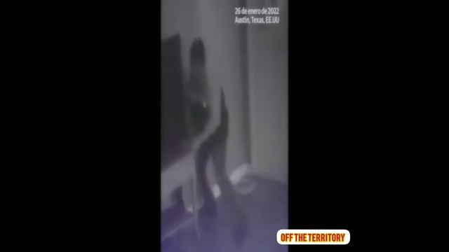 Brave Dogs escapes robbery| fighter dogs save people from the criminals|Street dogs save snatching смотреть онлайн