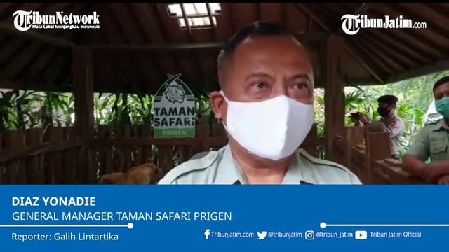 Ada Tiga Bayi Singa Baru di Taman Safari Prigen Pasuruan, Namanya Alfa, Beta dan Gamma смотреть онлайн