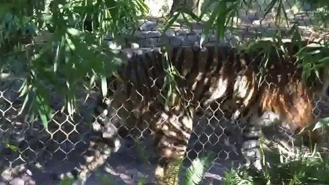 Safari Park tiger slow motion with me смотреть онлайн