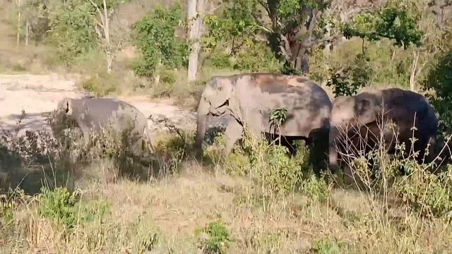 elephant group Raja ji tiger reserve chilla zoon safari us.9368155229 смотреть онлайн