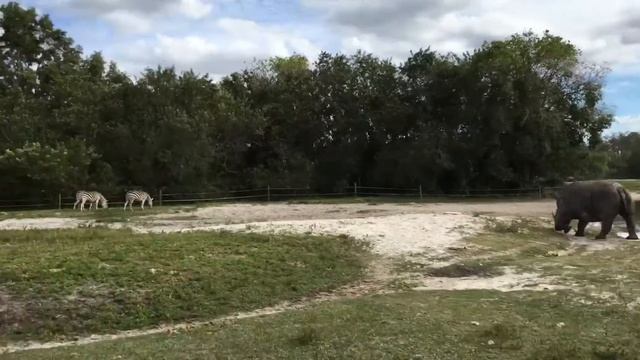 Lion Country Safari 2016 смотреть онлайн