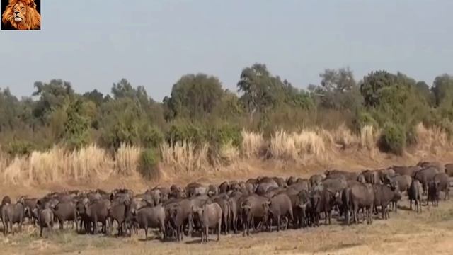lion vs buffalo #life #animals #struggle #food смотреть онлайн