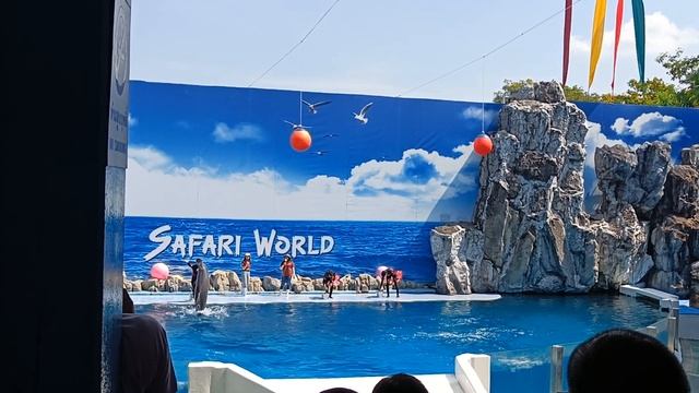 Dolphin show | Safari world Bangkok | Marine park Bangkok|#safariworldbangkok #marinepark #dolphin смотреть онлайн