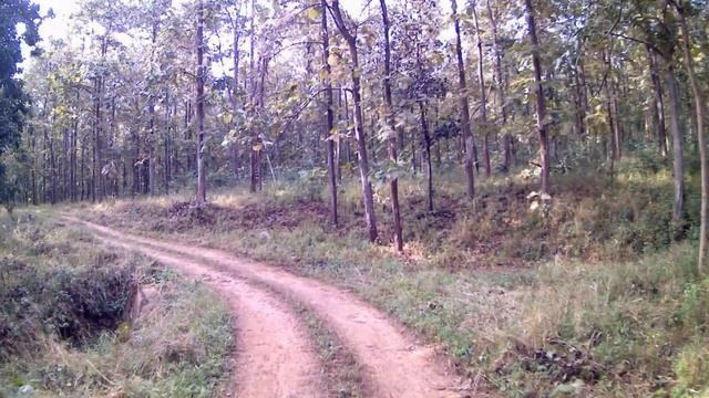 मेळघाट | Semadoh jungle safari: A journey to the heart of India's forests смотреть онлайн
