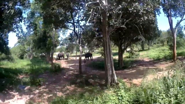 Lets get Going SriLanka - Ridiyagama Safari Park смотреть онлайн