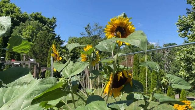 From Cottage Garden Inspiration to No Dig Market Garden! What We're Changing This Year смотреть онлайн