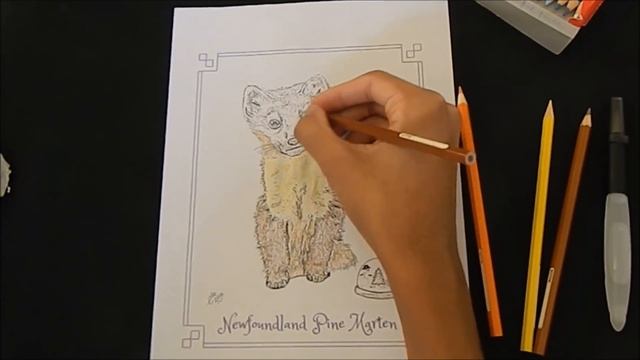Colour Us Back From Extinction | Colouring Book of Endangered Animals by Elle Smith смотреть онлайн
