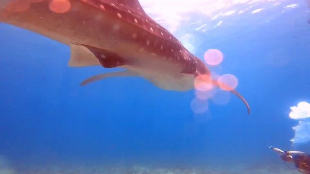 Whaleshark safari Maldives 2023 CSA смотреть онлайн