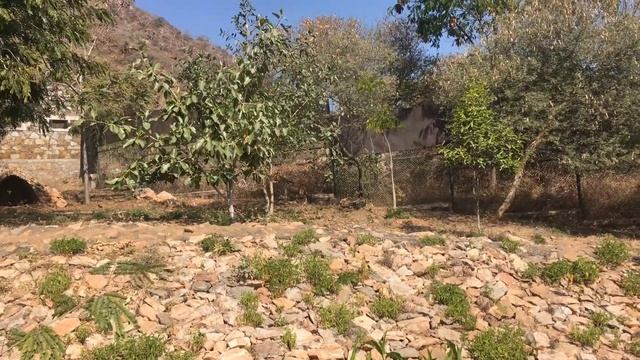 SajjanGarh Biological Park | SajjanGarh Wildlife Sanctuary | Places to visit in Udaipur, Rajasthan смотреть онлайн
