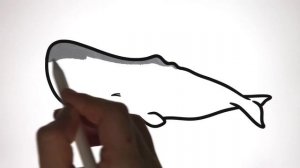 Shark or Whale? |  Let's Draw & Color Sea Animals and Learn Fun Animal Facts about Sharks and Whale