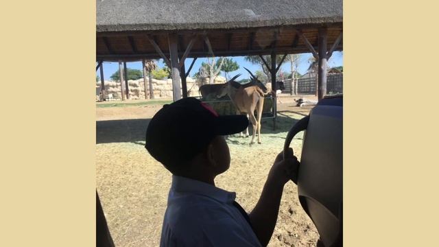 Grade 2C students had a great field trip to Dubai Safari park linked to our PBL. смотреть онлайн
